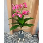 Fleurs (2)